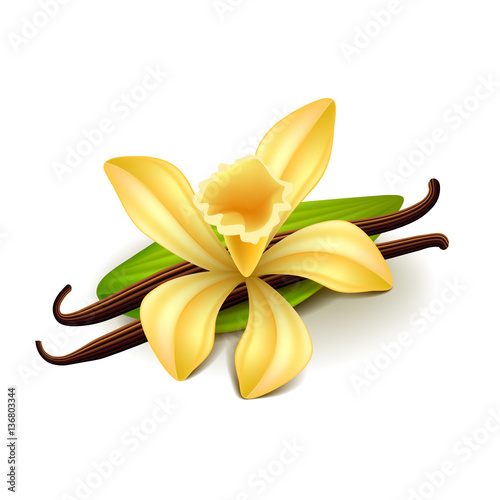 Vanilla isolated on white vector