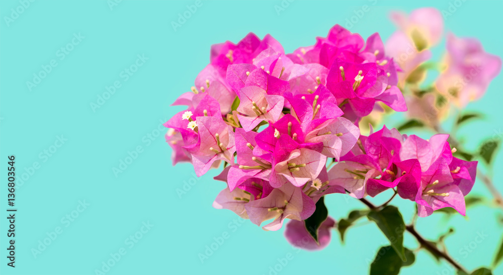 Fototapeta premium Bougainvillea is a genus of thorny ornamental vines, Nature, and trees with flower-like spring leaves near its flowers.