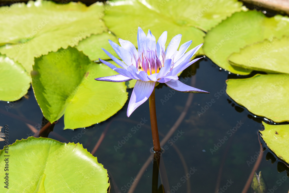 Beautiful lotus blooming Light purple Beautiful lotus blooming Light purple
