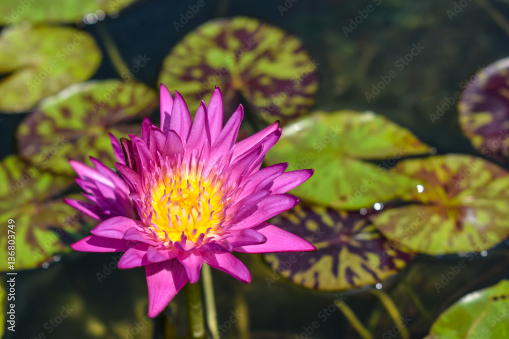 Beautiful lotus blooming purple background Beautiful lotus blooming purple background