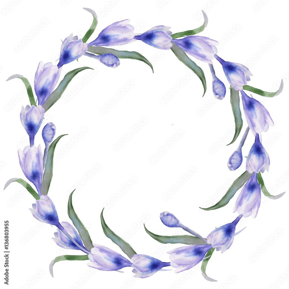 The frame of the crocus.. Isolated on white background.
