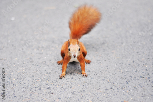 Red squirrel