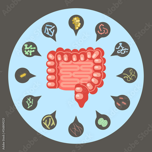 Intestinal flora, Set of good and bad enteric bacteria, Gut flora in flat design for infographic, vector illustration eps 10 photo