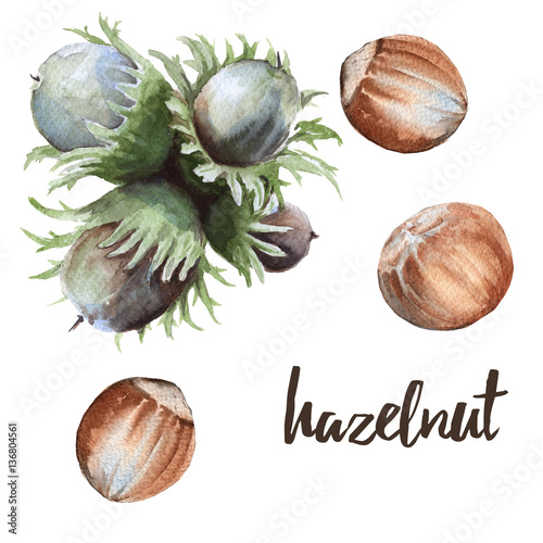 Set nut hazelnuts. Isolated on white background.