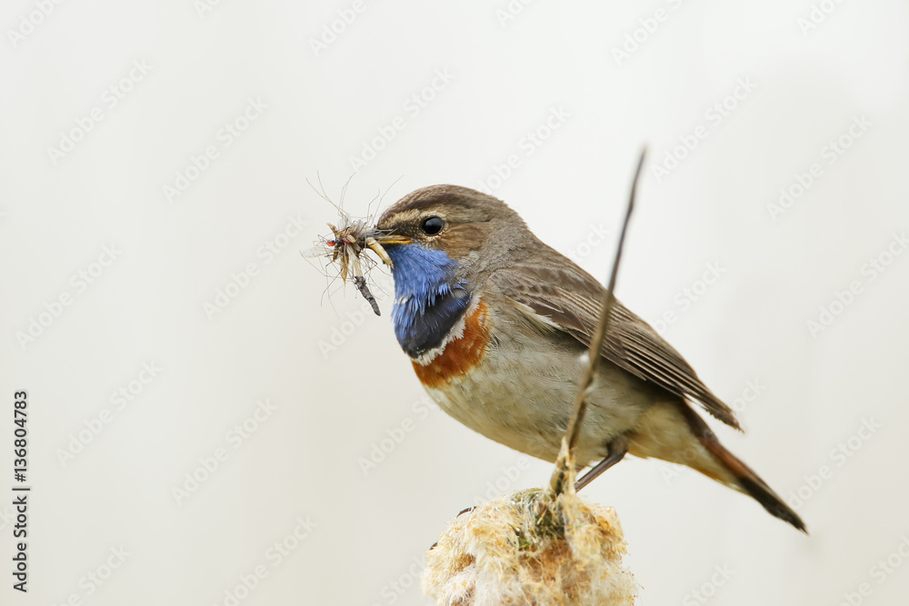 Fototapeta premium Bluethroat (Luscinia svecica) sitting in reed, The Netherlands