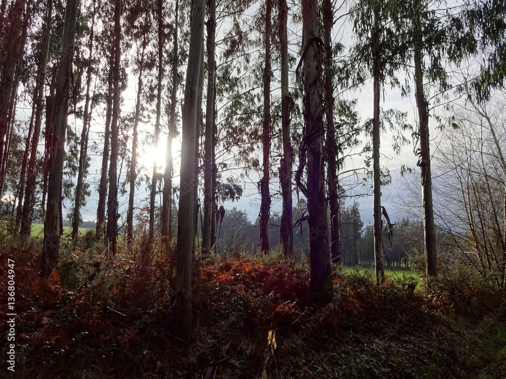 Eukalyptuswald in Galicien