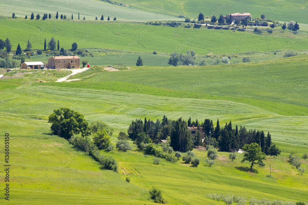 Tuscany - green typical landscape in spring time