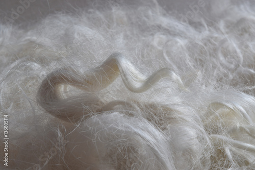This is a pile of soft freshly cleaned fiber from a suri alpaca ready to be spun into yarn. A single curl shows the soft shiny texture of the fiber. photo