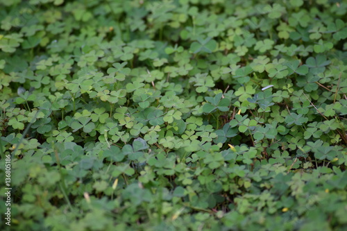 Clover patch