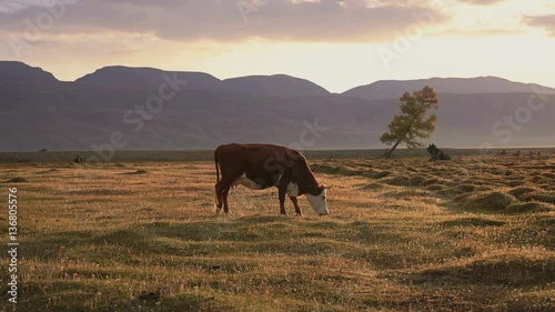 One Whit And Brown Cow Pasturing On Autumn Field With The Mountain Range On Background In The Evening