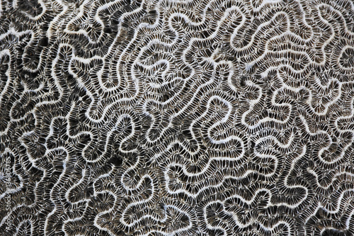 Brain coral (Diploria labyrinthiformis), petrified, Puerto rico photo