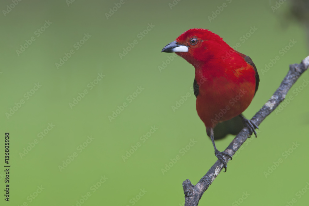 Obraz premium Brazilian tanager (Ramphocelus bresilius) male sitting on a branch in garden with clean background, Itanhaem, Brazil