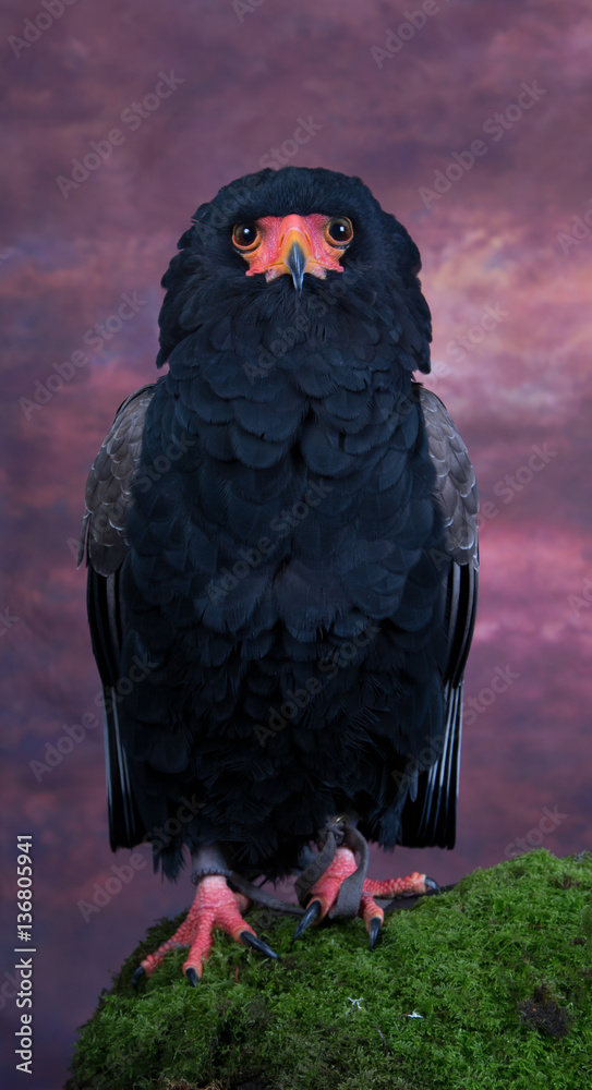 Fototapeta premium Bateleur Eagle