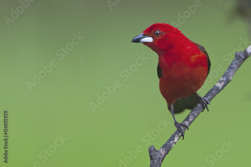 Brazilian tanager (Ramphocelus bresilius) male sitting on a branch in garden with clean background, Itanhaem, Brazil photo