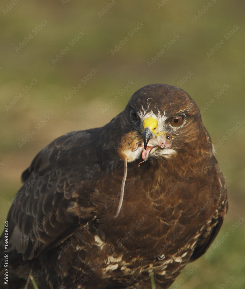 Common Buzzard (Buteo buteo) eating a mouse, the Netherlands Common Buzzard (Buteo buteo) eating a mouse, the Netherlands