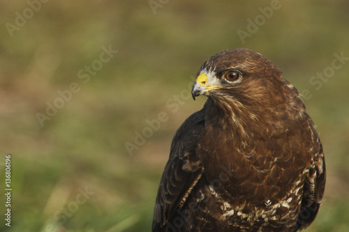 Common Buzzard  Buteo buteo   the Netherlands