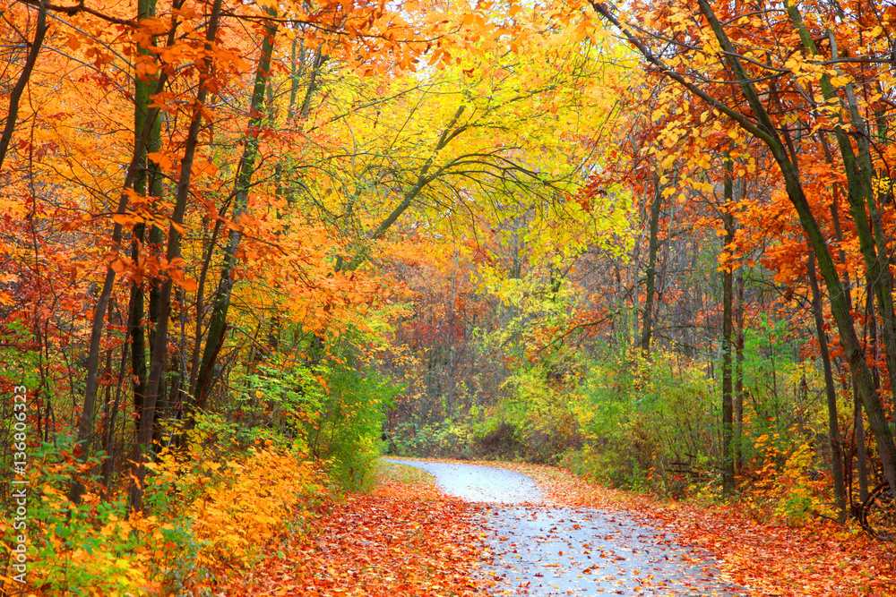 Naklejka premium Scenic autumn trail through colorful trees