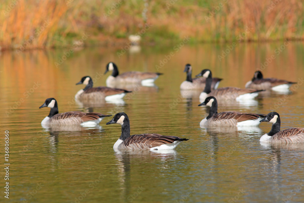 Canadian geese in the lake in autumn time
