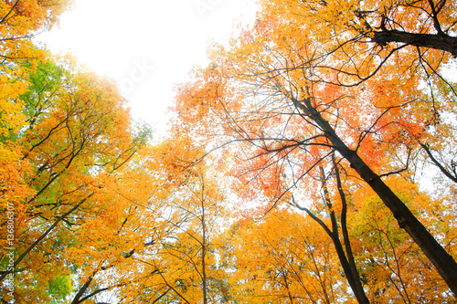 Bright colorful maple trees reaching sky