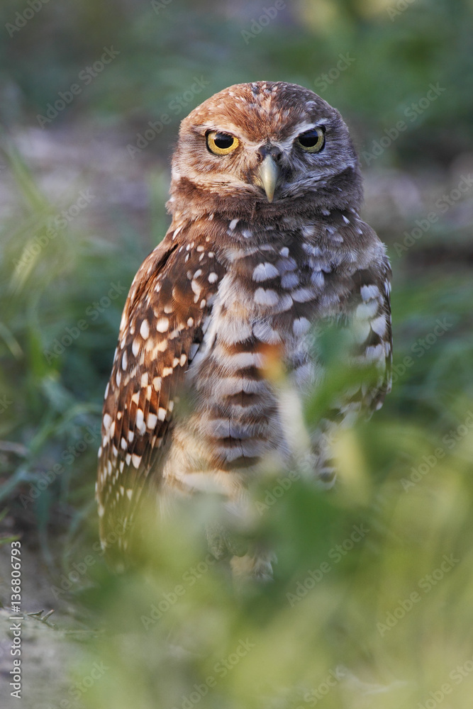 Burrowing owl (Athene cunicularia floridana) looking into camera, Cape Coral, Florida, USA