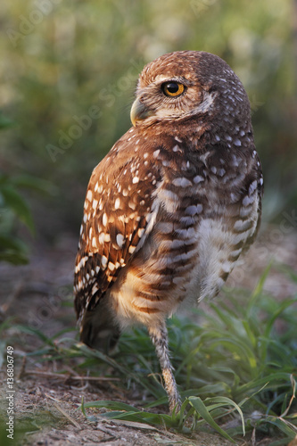 Burrowing owl (Athene cunicularia floridana) looking to the left, Cape Coral, Florida, USA