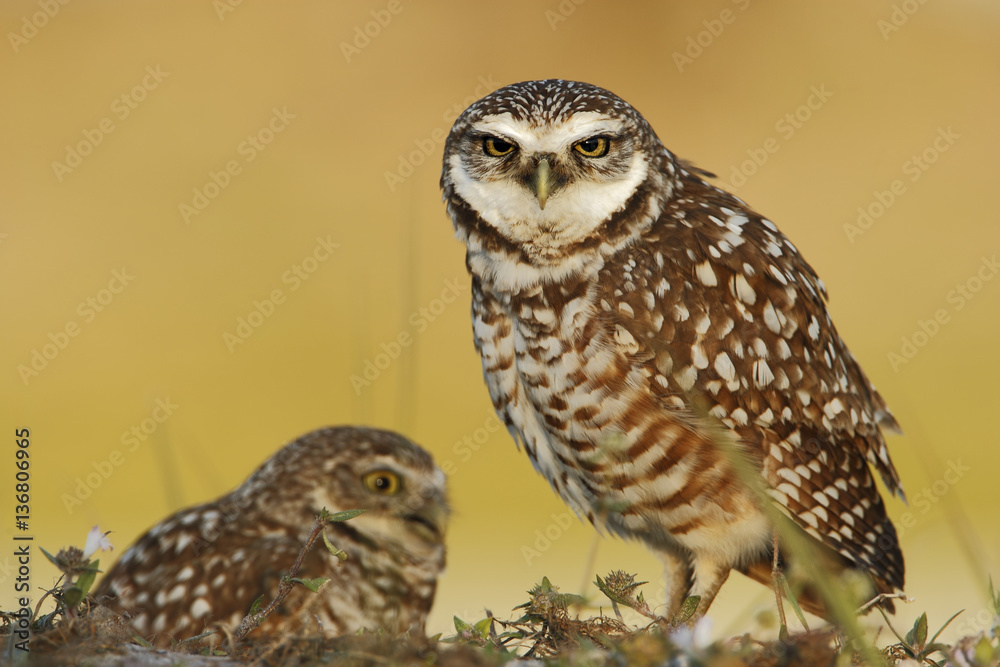 Obraz premium Burrowing owl (Athene cunicularia floridana) looking into camera, Cape Coral, Florida, USA