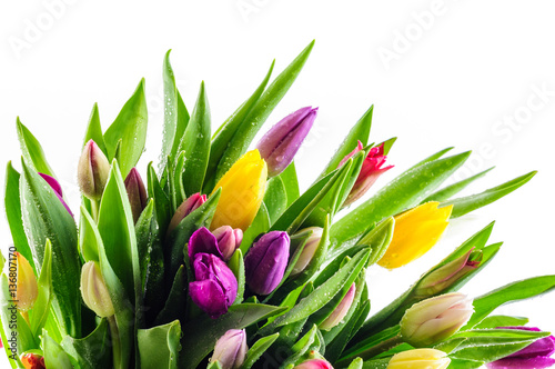 Mixed Colours Tulips