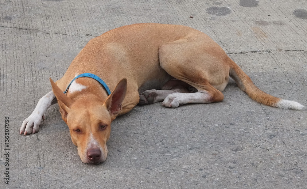 hybrid dog crouched on the road. hybrid dog crouched on the road.