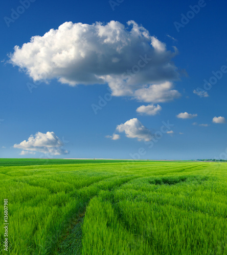 green wheat field and clouds