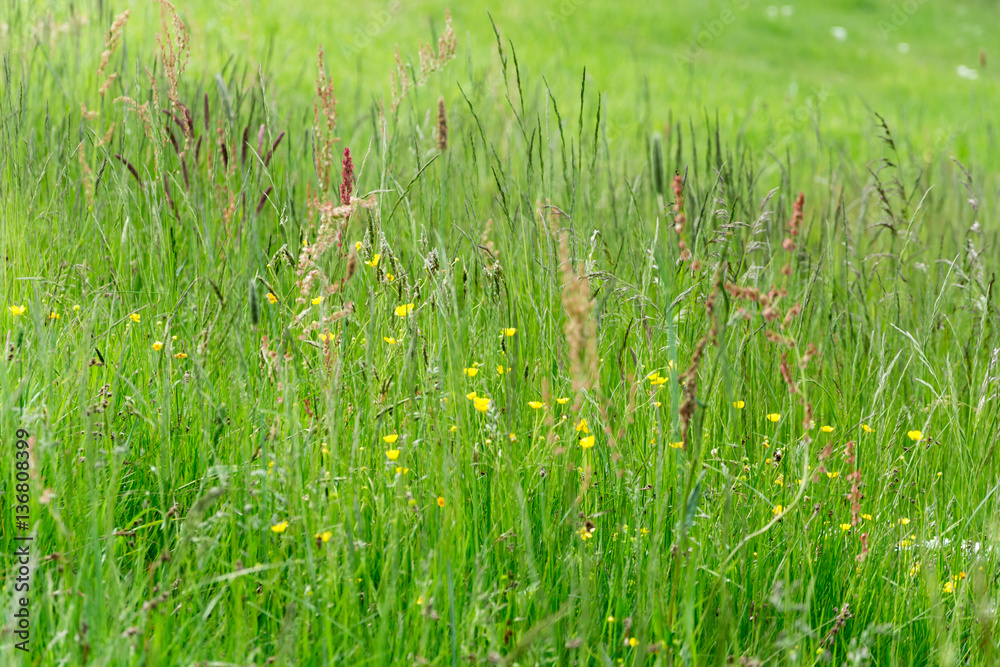 meadow in spring meadow in spring