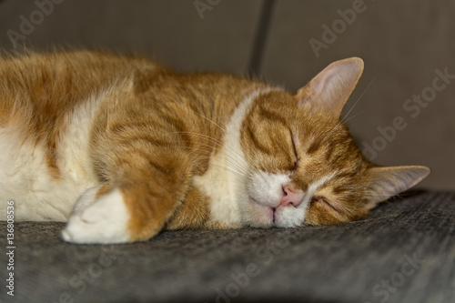 Wallpaper Mural portrait of a sleeping red cat  Torontodigital.ca