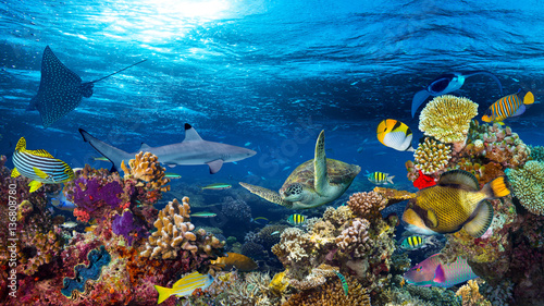 Fototapeta Naklejka Na Ścianę i Meble -  colorful 16to9 underwater coral reef panorama with many fishes turtle shark and marine life 