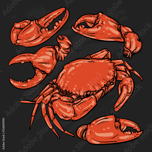 Crab hand draw on black background. Claw Crab doodle vector illu