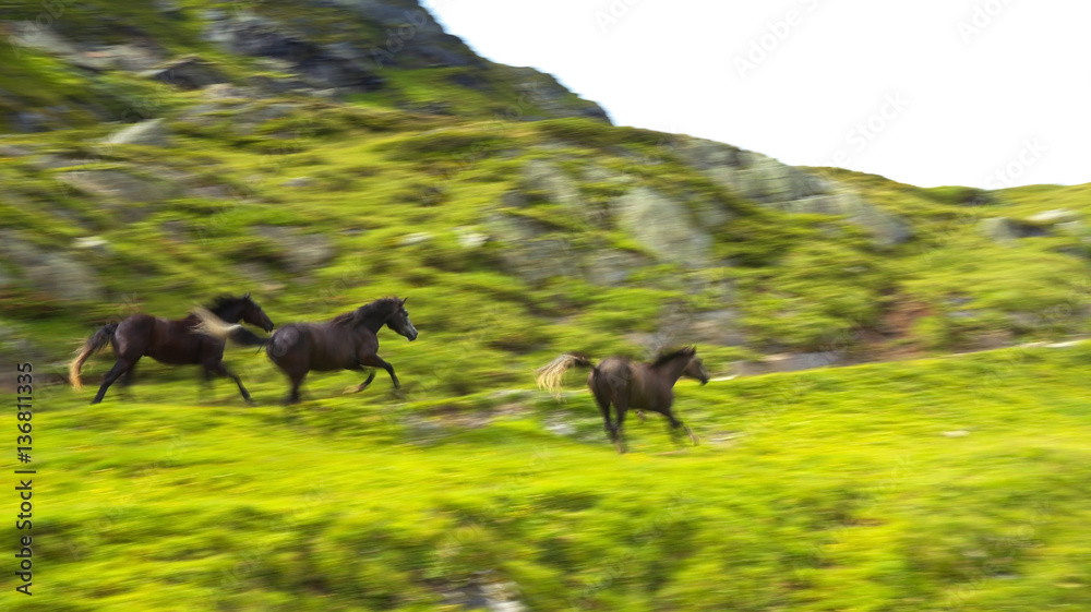 Running Horses