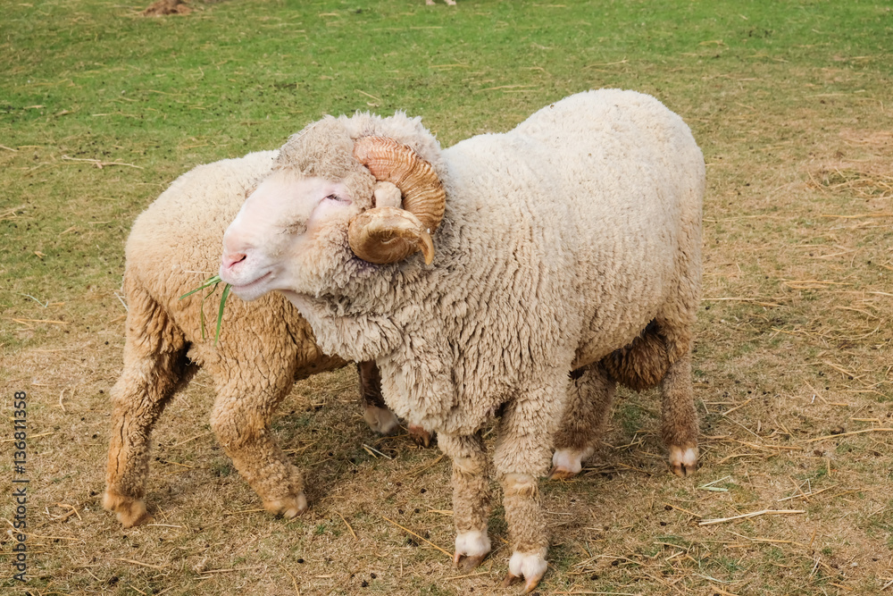 Fototapeta premium Merino sheep domesticated in Thailand 