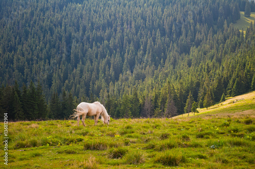 A beautiful white horse grazing in the meadow. Carpathian mounta