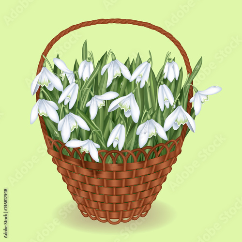 Basket with snowdrops.Realistic vector illustration. photo