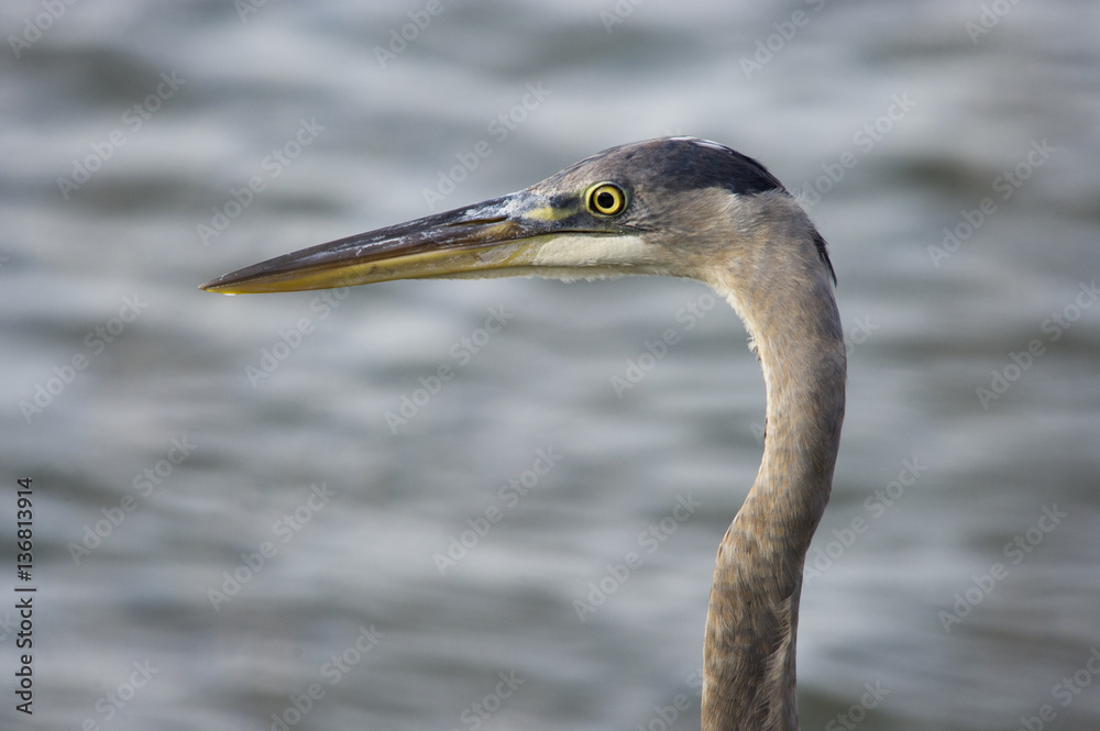 A close up portrait of a Great Blue Heron showing off its impressive bill in soft sunlight. A close up portrait of a Great Blue Heron showing off its impressive bill in soft sunlight.