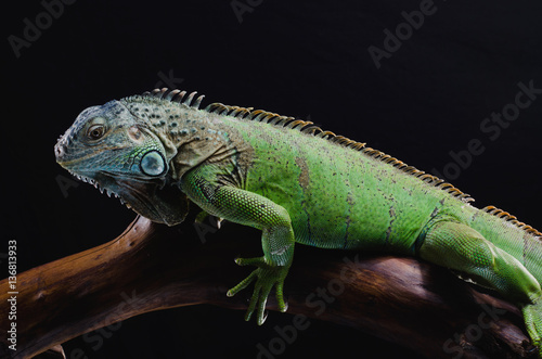 Perfect portrait of a green iguana on a branch in the studio     