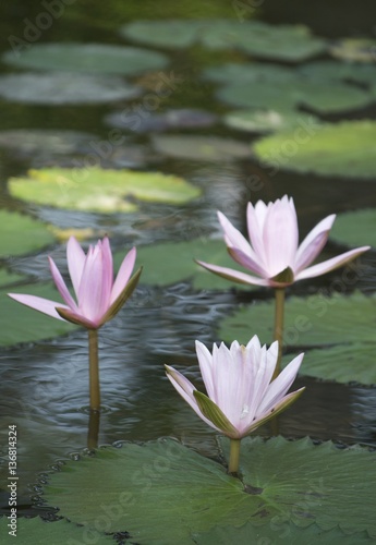 Three lotus flowers