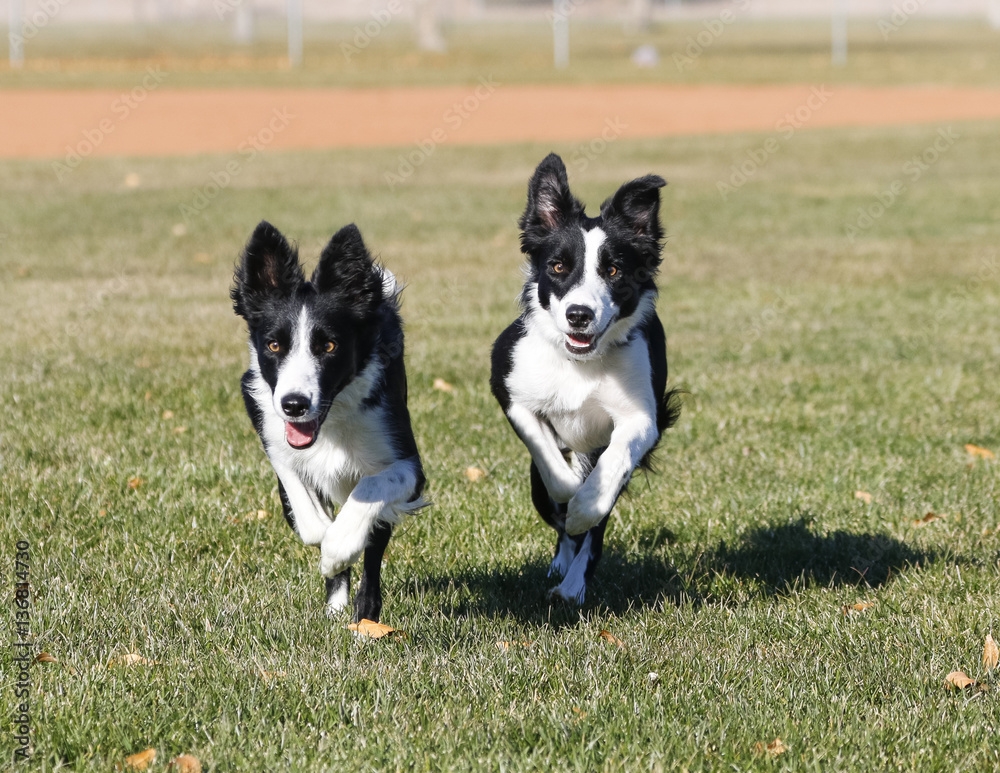 Border collie sisters running together at the park