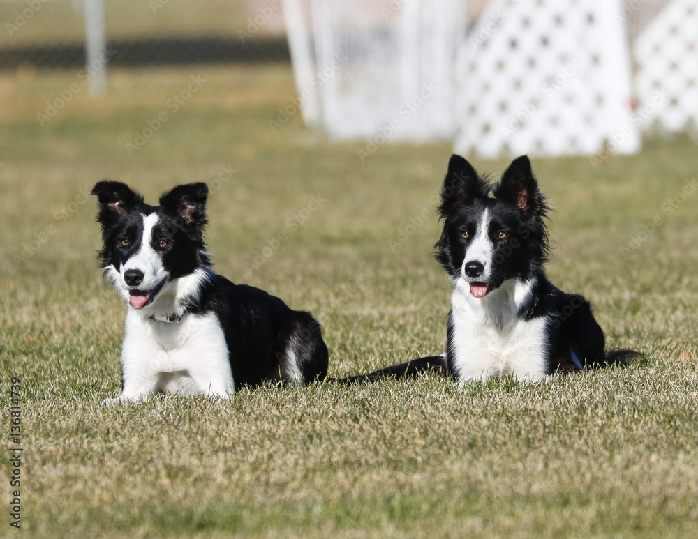 Border collie sisters posing in the grass while laying down