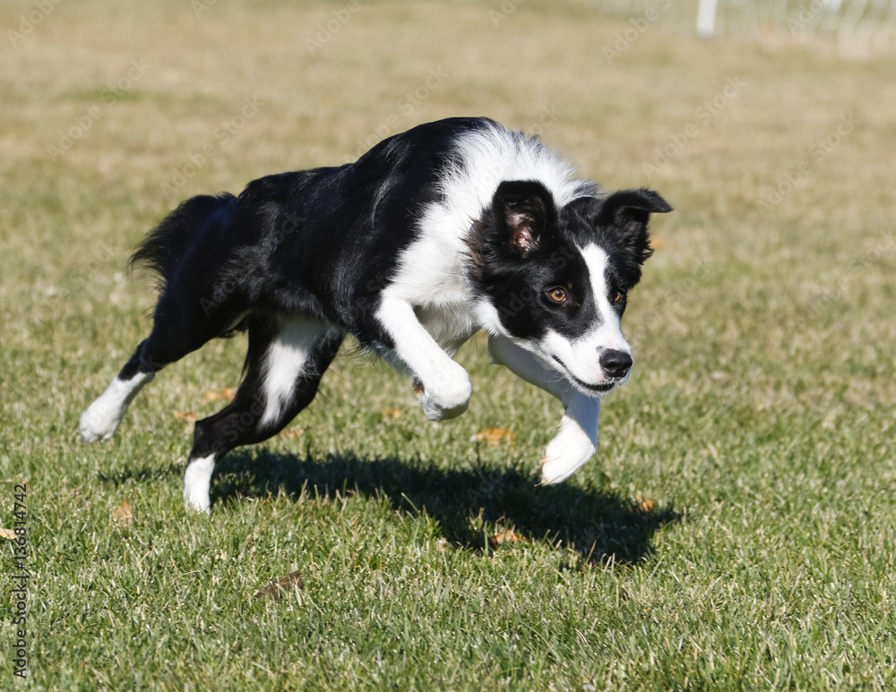Border collie charging and running across the park Border collie charging and running across the park