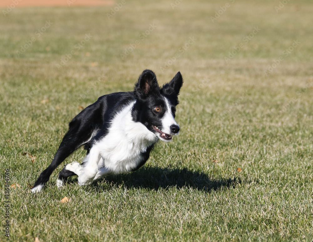 Border collie making a turn while playing at the park