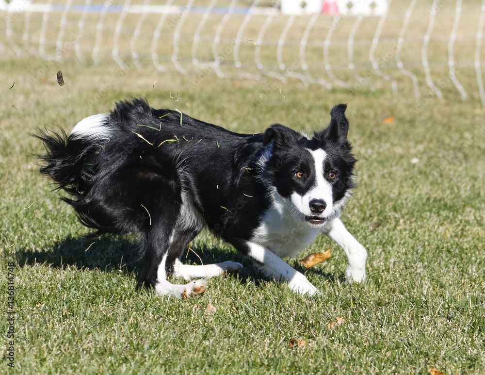 Border collie with a funny face while playing at the park