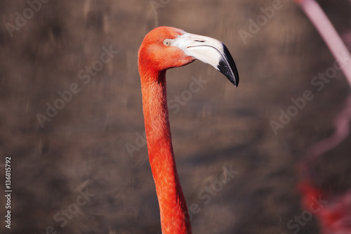 Portrait, head shot, of a flamingo 