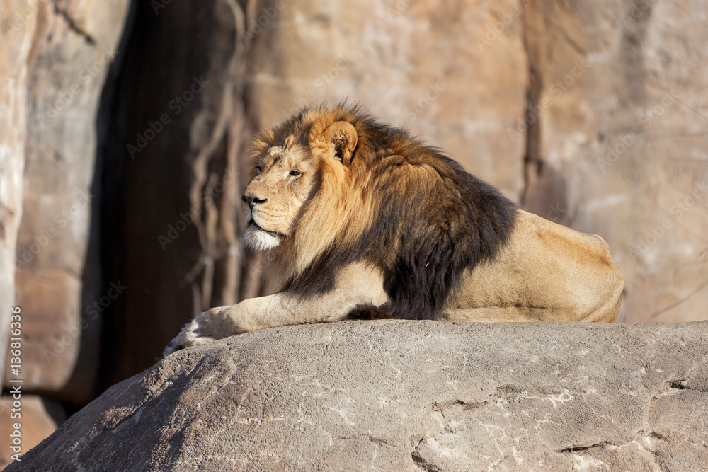 Naklejka premium Male Lion sitting on a rock