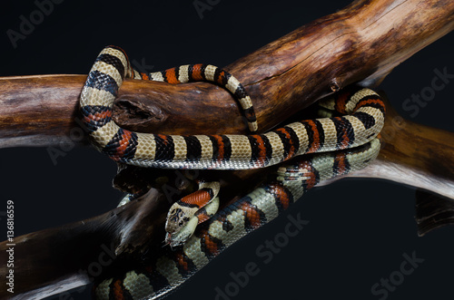 Milk snake on the mirror in the studio photo