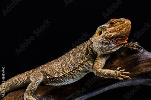 Australian dragon close up in studio © s72677466