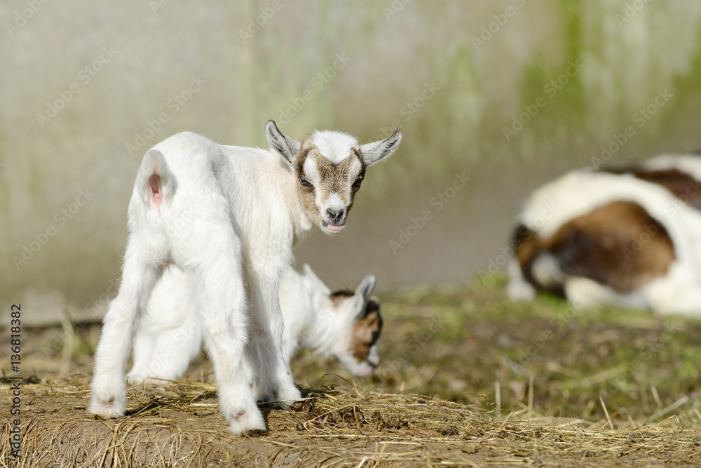 Fototapeta premium white goat kids standing in front of shed